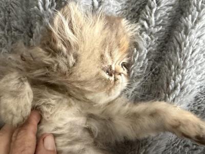Persian Chocolate Tabby Girl - Persian - Gallery Photo #1