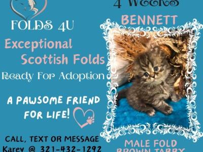 Maddie Mac Litter 3 Week 4 - Scottish Fold - Gallery Photo #1