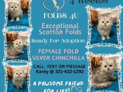 Parker - Scottish Fold - Gallery Photo #1