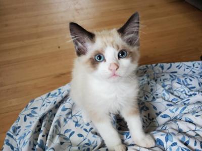 Oppa - Ragdoll - Gallery Photo #1