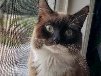 Aragorn - Ragdoll - Gallery Photo #1