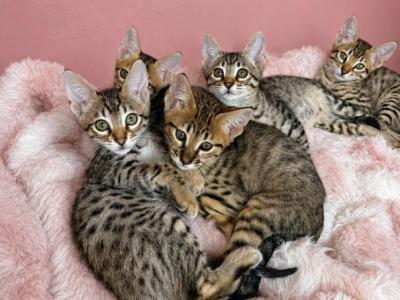 Gorgeous Savannah Litter - Savannah - Gallery Photo #1