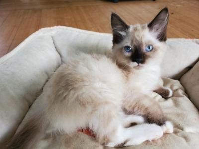 Poppy - Ragdoll - Gallery Photo #1