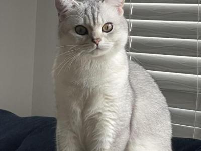 Tom - British Shorthair - Gallery Photo #1