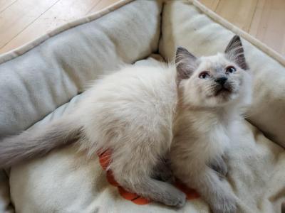 Merryweather - Ragdoll - Gallery Photo #1