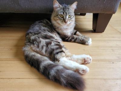 Hercules - Ragdoll - Gallery Photo #1