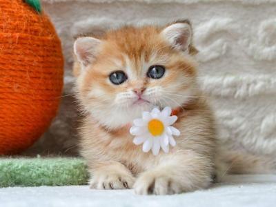 Claire - British Shorthair - Gallery Photo #1