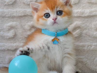 Charlie - British Shorthair - Gallery Photo #1