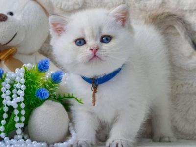 Cloud - British Shorthair - Gallery Photo #1