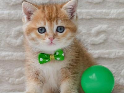 Chester - British Shorthair - Gallery Photo #1