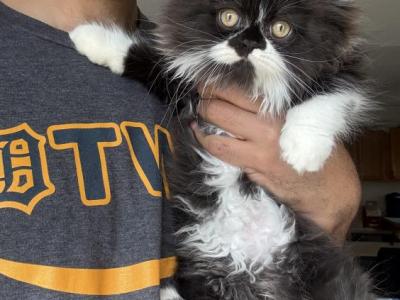 Lucy - Persian - Gallery Photo #1
