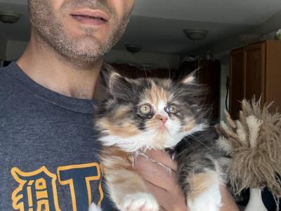 Chocolate - Persian - Gallery Photo #1