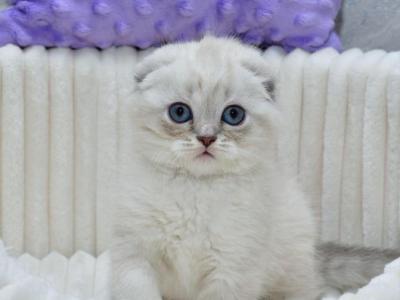 Jennifer - Scottish Fold - Gallery Photo #1