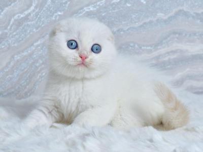 Jeff - Scottish Fold - Gallery Photo #1