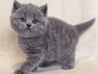 Potap - British Shorthair - Gallery Photo #1
