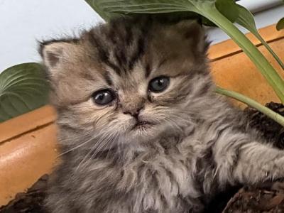 RubyRed - Persian - Gallery Photo #1