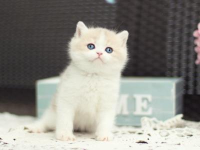 Alvin - British Shorthair - Gallery Photo #1