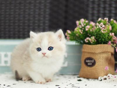 Archie - British Shorthair - Gallery Photo #1
