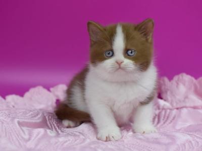 Xavier - British Shorthair - Gallery Photo #1