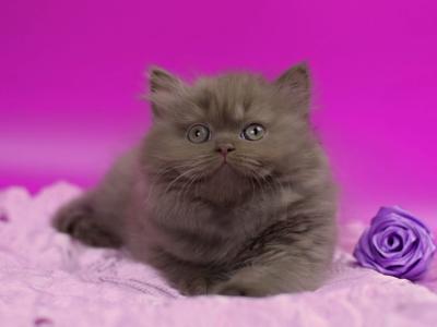 Werona - British Shorthair - Gallery Photo #1
