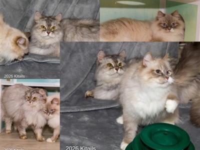 Kitty And Sony - Siberian - Gallery Photo #1