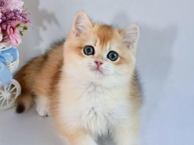 Leo - British Shorthair - Gallery Photo #1
