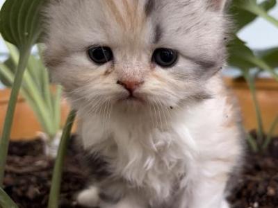 Yellow Topaz - Persian - Gallery Photo #1