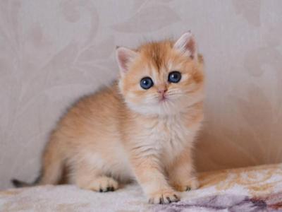 Deya - British Shorthair - Gallery Photo #1