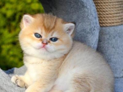Gven - British Shorthair - Gallery Photo #1