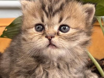 Green Jasper - Persian - Gallery Photo #1