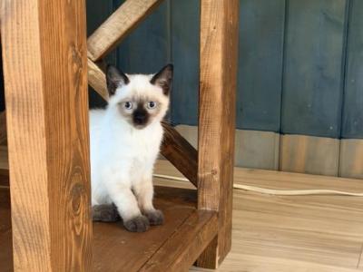 LUNA - Siamese - Gallery Photo #1