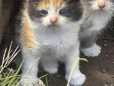 Speckle - Domestic - Gallery Photo #1