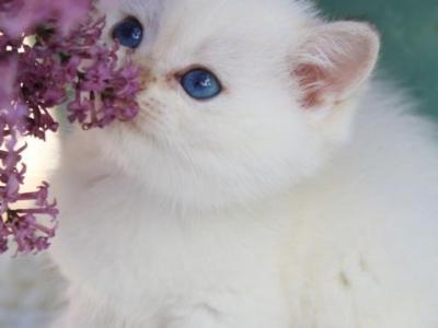 Johny - British Shorthair - Gallery Photo #1
