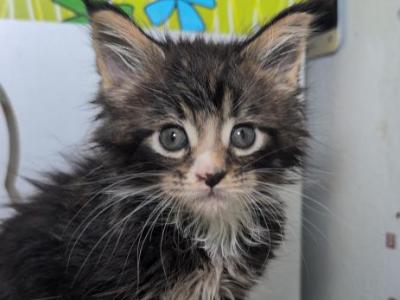 Lulu - Maine Coon - Gallery Photo #1