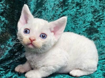 Gregory - Devon Rex - Gallery Photo #1