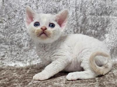 Gerald - Devon Rex - Gallery Photo #1