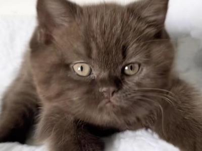 Chocolate Litter - British Shorthair - Gallery Photo #1