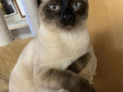 Emma - Siamese - Gallery Photo #1