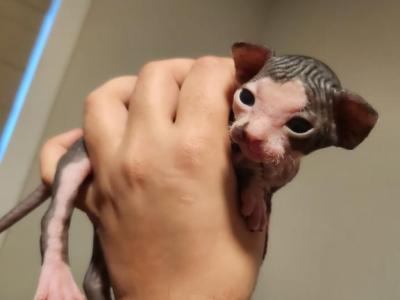 Beetle - Sphynx - Gallery Photo #1