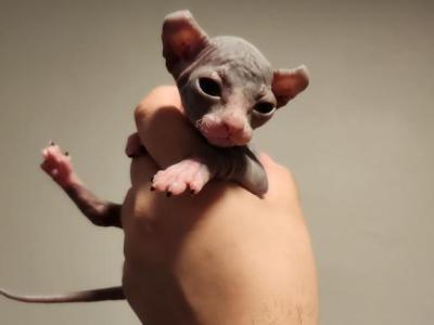 Mantis - Sphynx - Gallery Photo #1