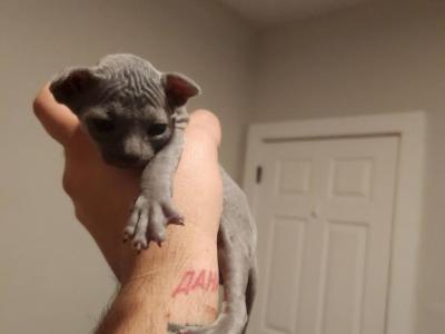 Atlas - Sphynx - Gallery Photo #1