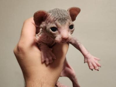 Hopper - Sphynx - Gallery Photo #1
