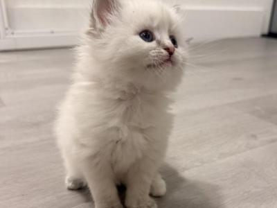 Sheyla - Ragdoll - Gallery Photo #1
