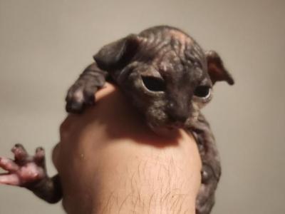 Cicada - Sphynx - Gallery Photo #1