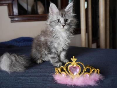Marcelina - Maine Coon - Gallery Photo #1