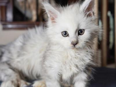 Valero - Maine Coon - Gallery Photo #1