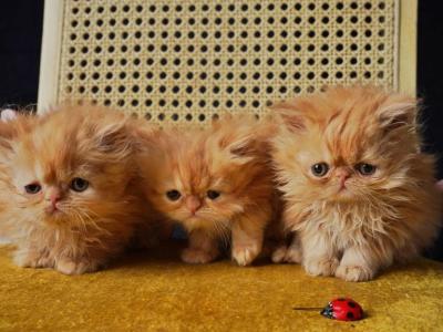 Rona - Persian - Gallery Photo #1