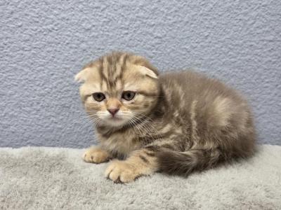 Chloe - Scottish Fold - Gallery Photo #1