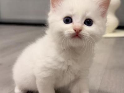 Flame - Ragdoll - Gallery Photo #1