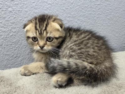 Samuel - Scottish Fold - Gallery Photo #1